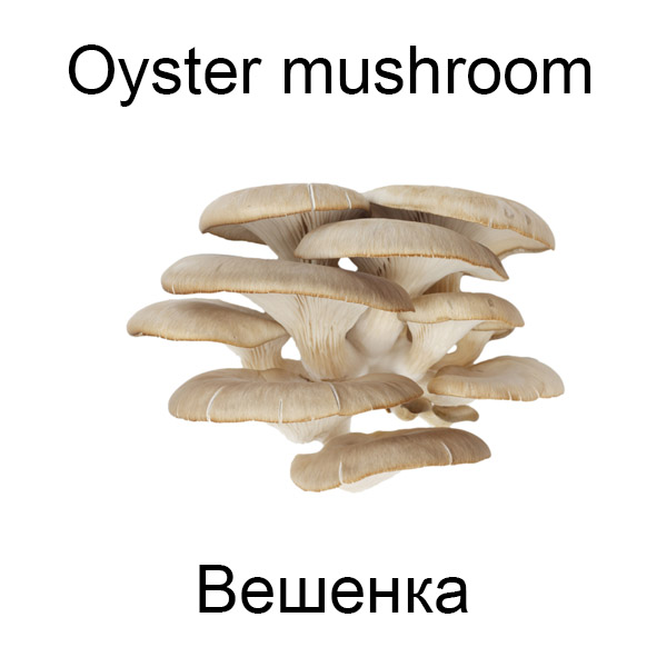 Виды грибов на английсуом